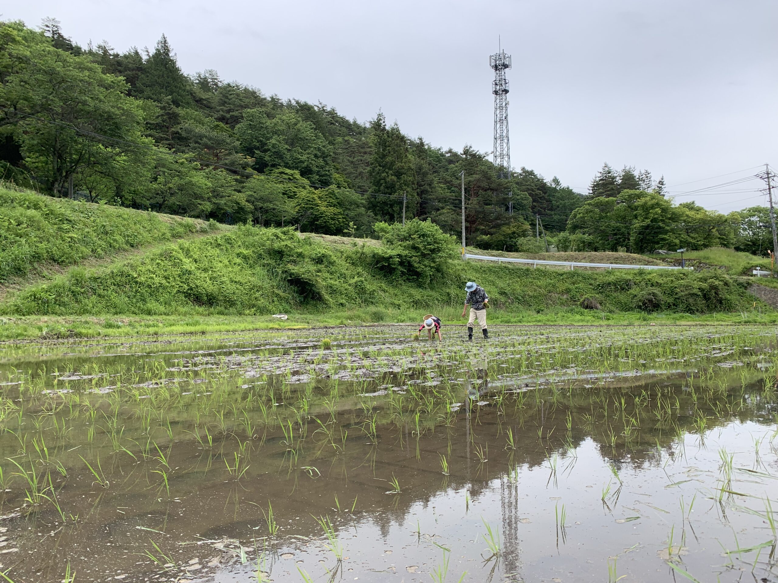 田植え