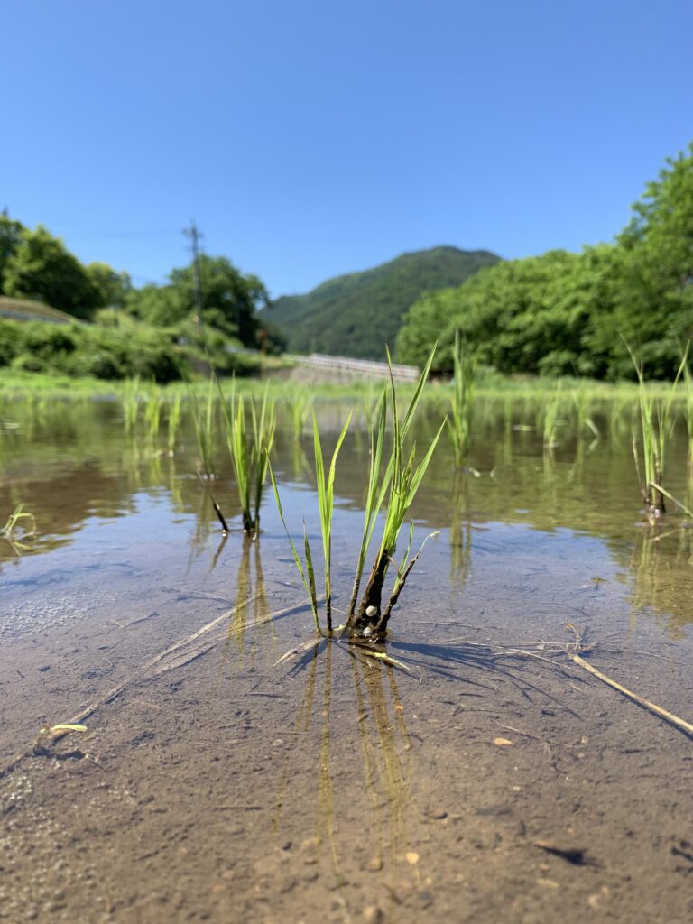 田植え10日後　06.19