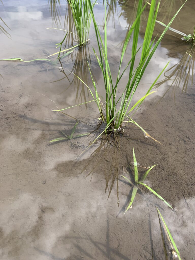 田んぼ　雑草　こなぎ