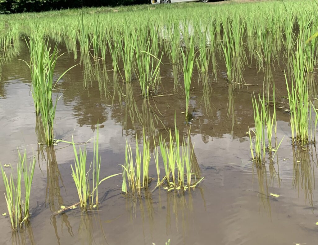 多数植えにした稲の成長