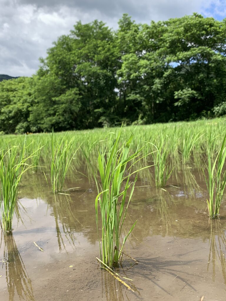 田植え1か月後　07.04