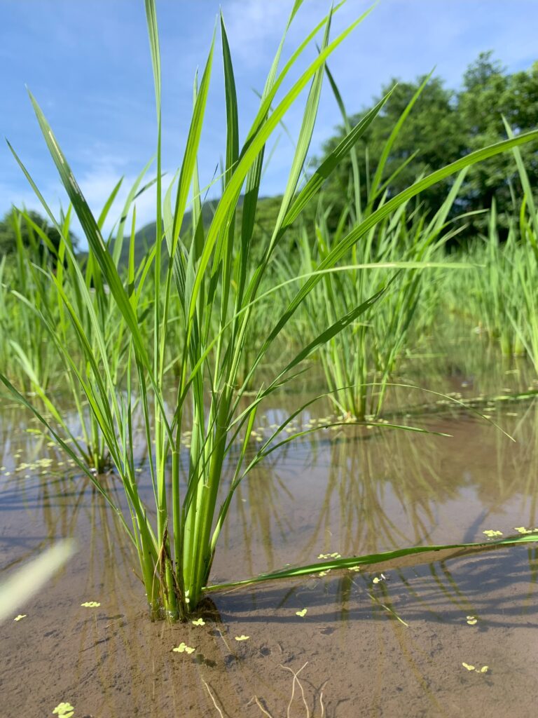 田植え　1か月半後　07.19