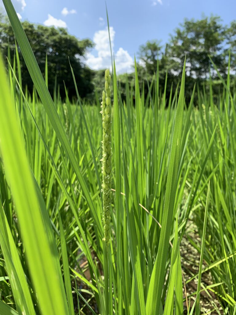 田植え2か月後　08.14